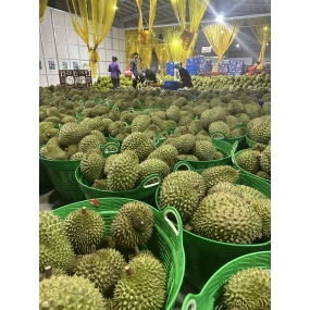 Sầu riêng - Vựa sầu riêng giá sỉ Đồng Nai