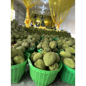 Sầu riêng - Vựa sầu riêng Đồng Nai