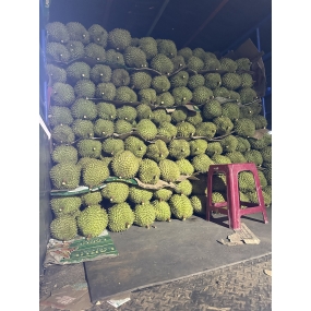 vựa sầu riêng long khánh - vựa sầu riêng giá sỉ long khánh