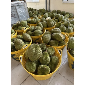 Sầu riêng - Vựa sầu riêng Long Khánh
