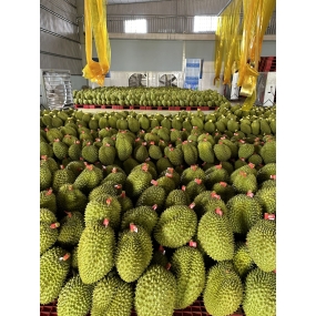 vựa sầu riêng miền đông - vựa sầu riêng xuất khẩu miền đông