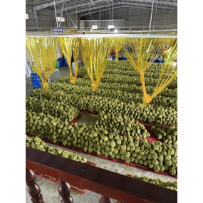 vựa sầu riêng xuất khẩu miền tây - vựa sầu riêng miền tây