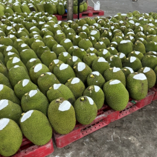 Mít Thái - vựa mít Cai Lậy