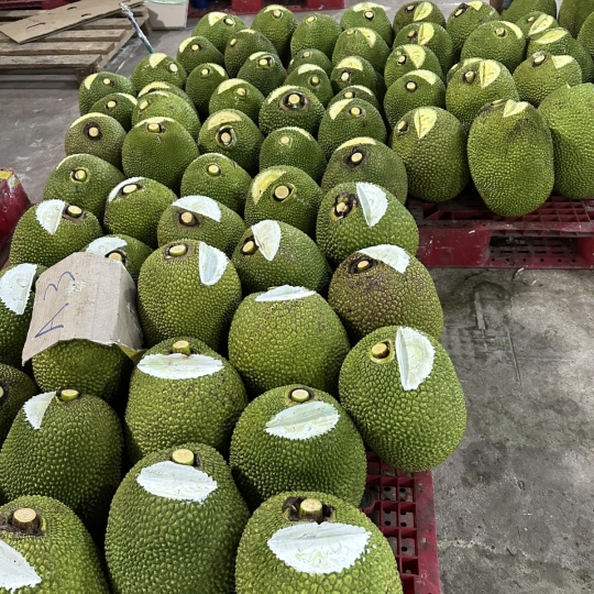 Mít Thái da xanh - vựa mít Long Khánh