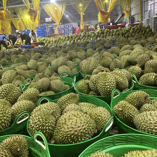 Sầu riêng - Vựa sầu riêng Cai Lậy, Tiền Giang