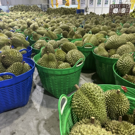 Vựa sầu riêng giá sỉ - sầu riêng cơm vàng hạt lép miền tây