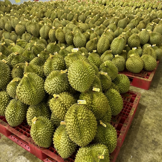 Sầu riêng - Vựa sầu riêng giá sỉ Tiền Giang